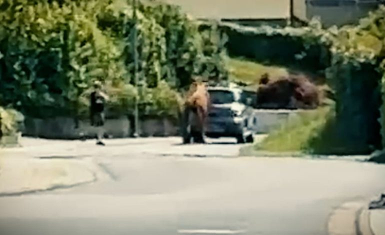 Polizeieinsatz in Hessen: Entlaufener Bulle verursacht Chaos