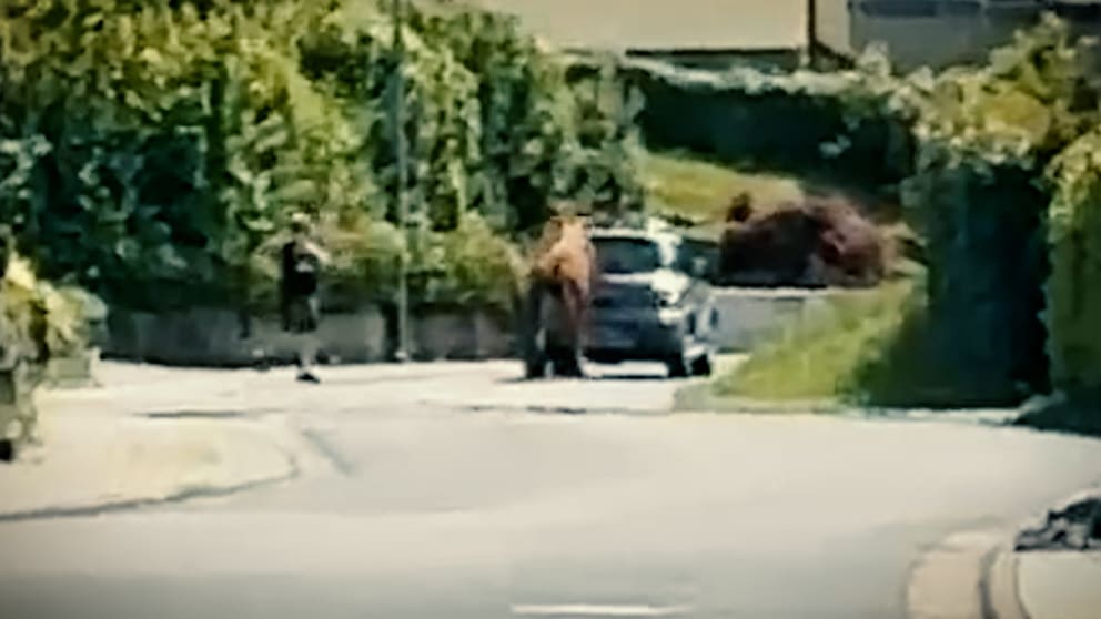 Polizeieinsatz in Hessen: Entlaufener Bulle verursacht Chaos