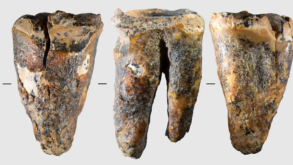 Neue Erkenntnisse über die Zahnmedizin der Neandertaler