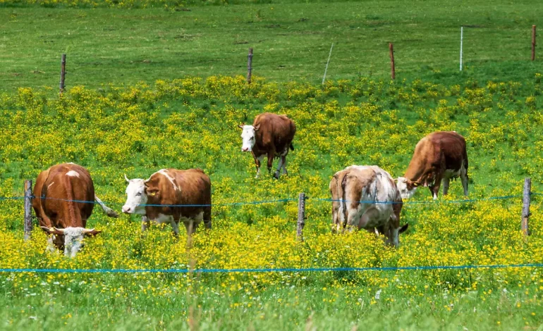 Kuh-Attacke in Österreich endet tödlich
