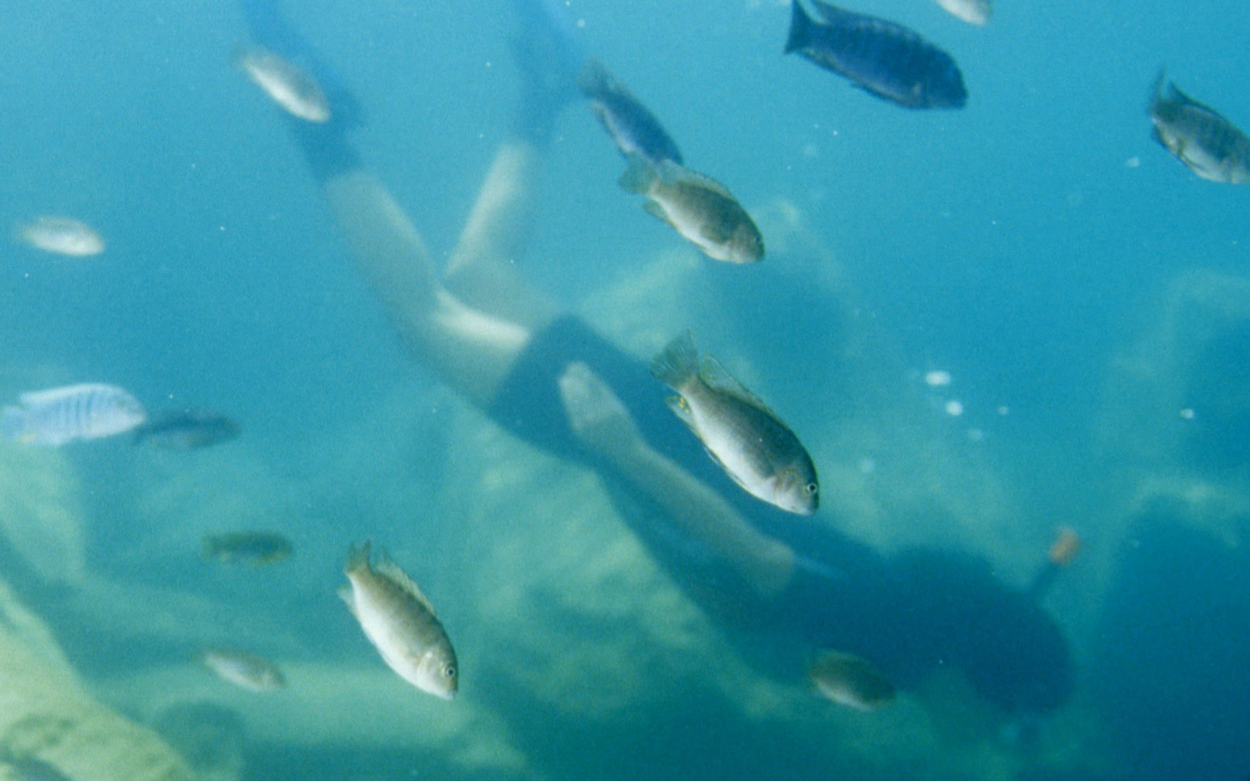 Schnorcheln im Malawi-See: Ein Abenteuer im klaren Wasser