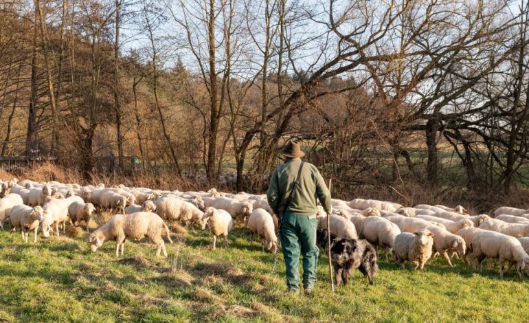 Portugiesische Hirten wehren sich vor Gericht gegen Schadensersatzforderung