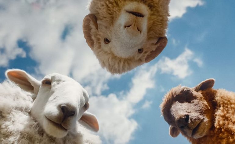 Glennkill: Ein Schaf im Kino