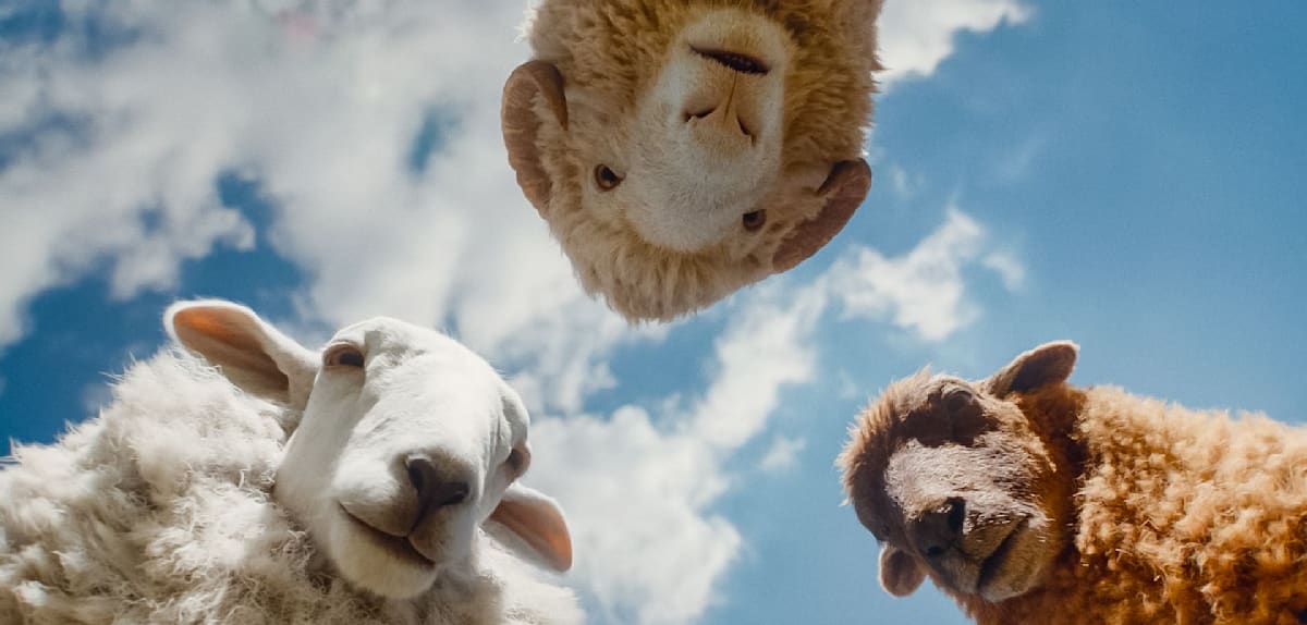 Glennkill: Ein Schaf im Kino