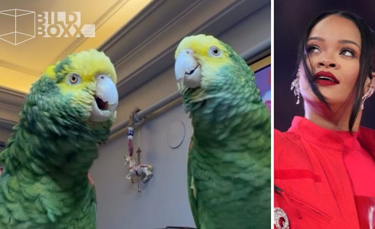 Papageien beeindrucken mit „Monster“-Duett