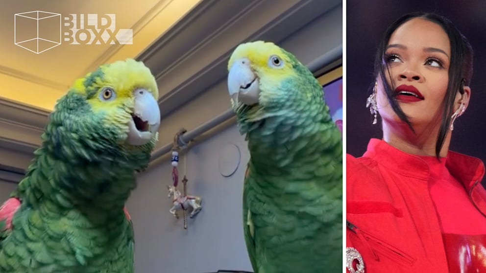 Papageien beeindrucken mit „Monster“-Duett
