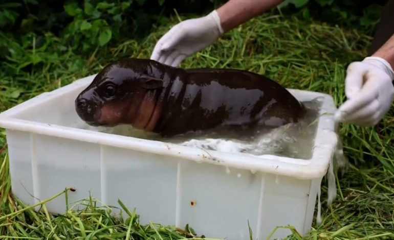 Anbaden im Berliner Zoo: Mini-Hippo eröffnet Freibad-Saison