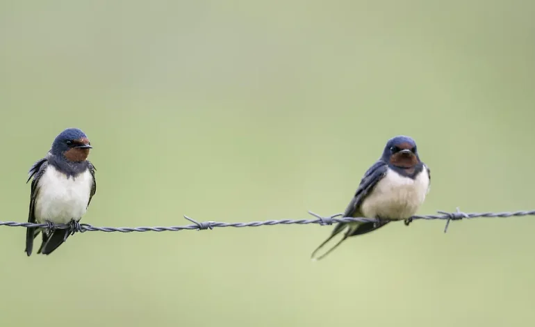 Der Rückgang der Gartenvögel in Deutschland