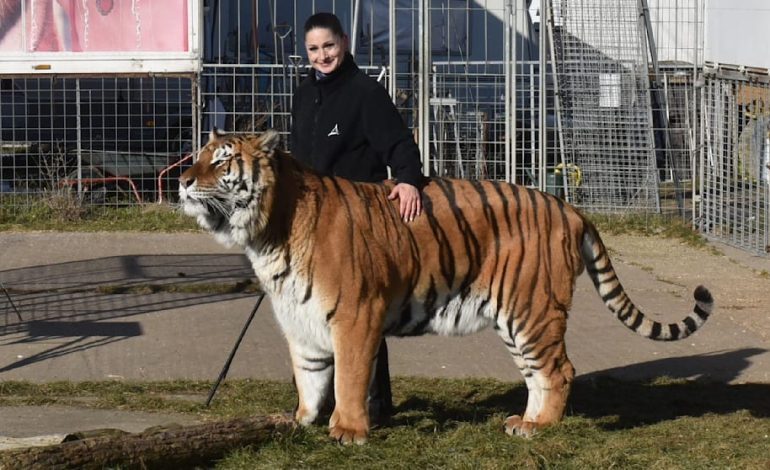 Tiger-Ausbruch bei Leipzig endet tragisch