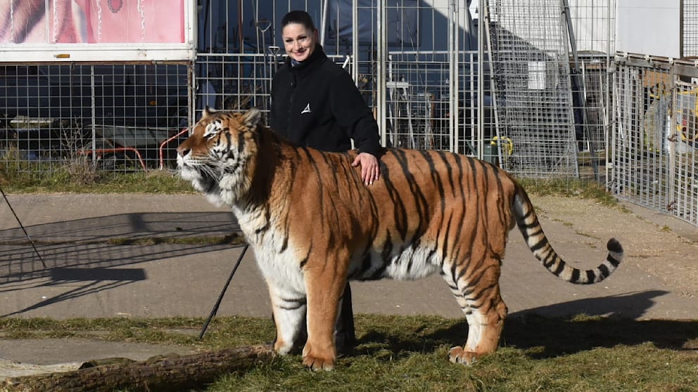 Tiger-Ausbruch bei Leipzig endet tragisch
