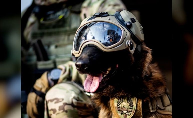 Polizeihund als Star der Warschauer Antiterroreinheit