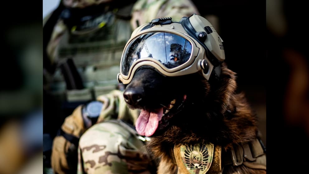 Polizeihund als Star der Warschauer Antiterroreinheit