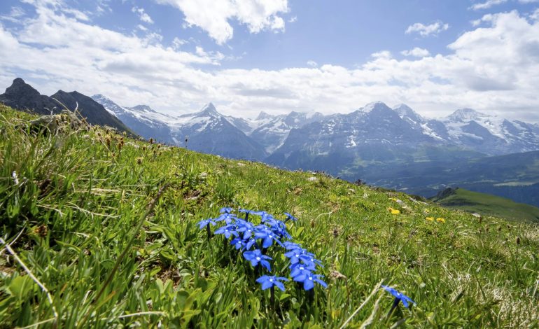 Wissenswertes über die klassische Alpenblume