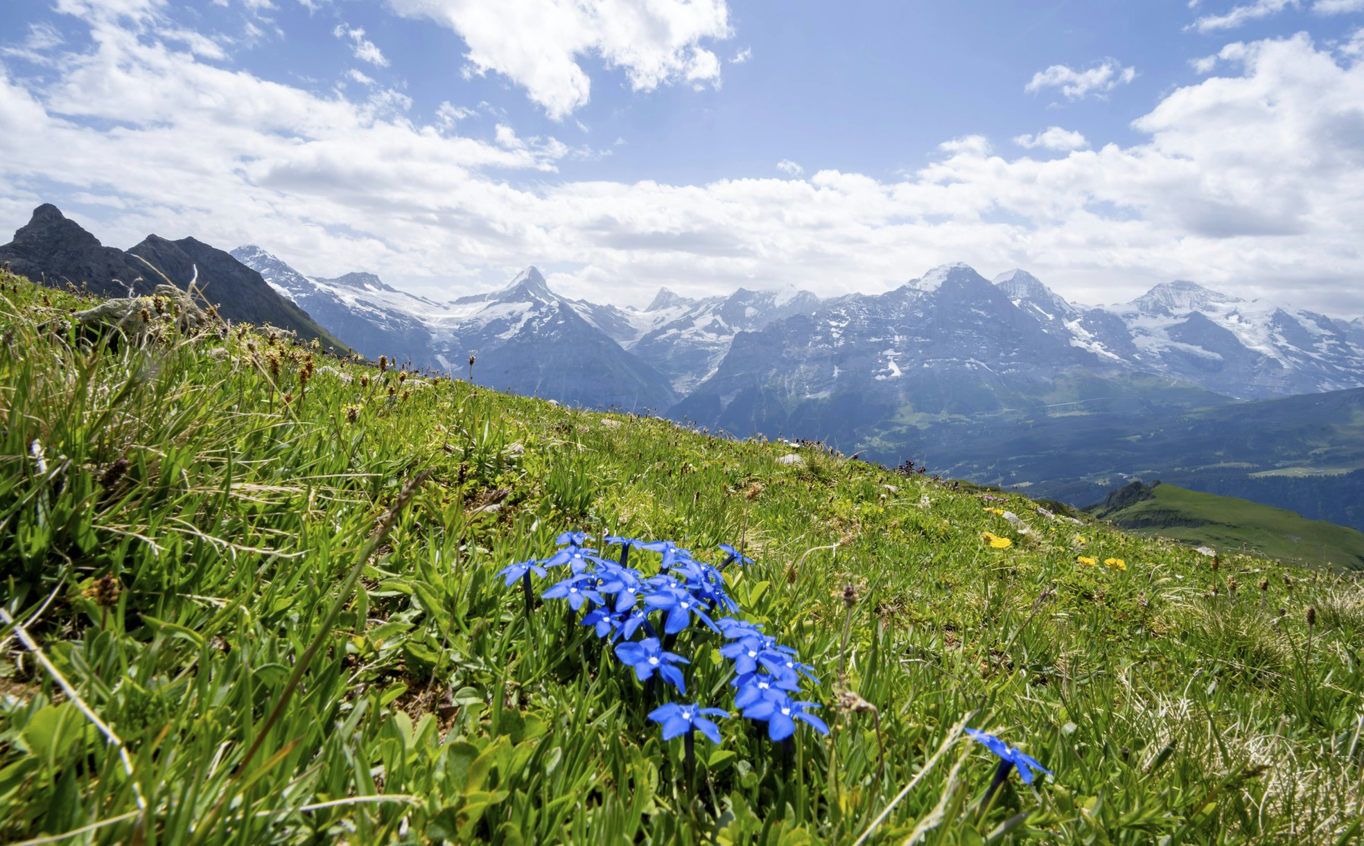 Wissenswertes über die klassische Alpenblume