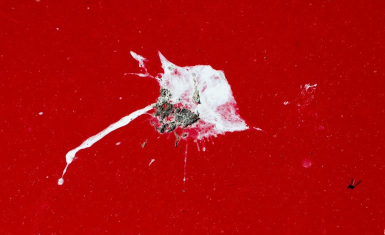 Der Konflikt um die Krähe: Geschützt und gejagt