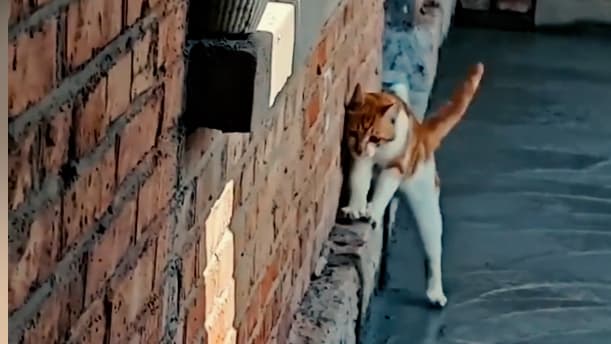 Schlaue Katze und ihr Abenteuer mit frischem Zement