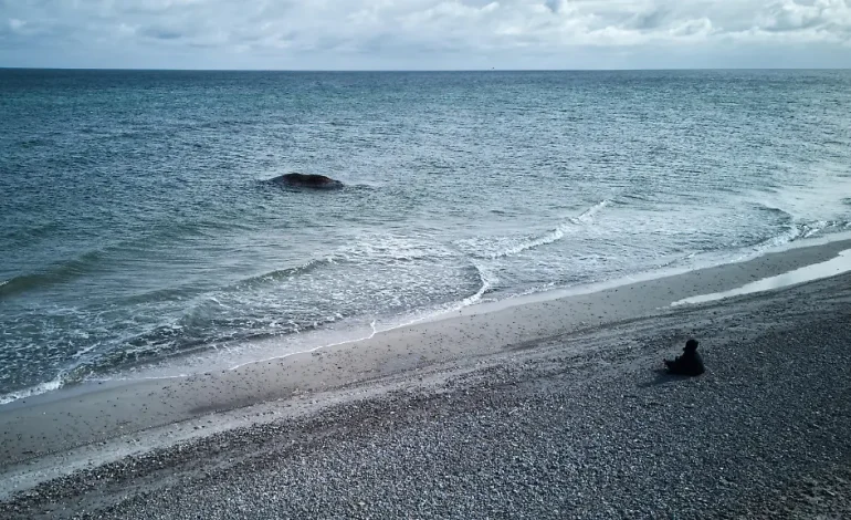 Verbleib des toten Buckelwals vor Anholt