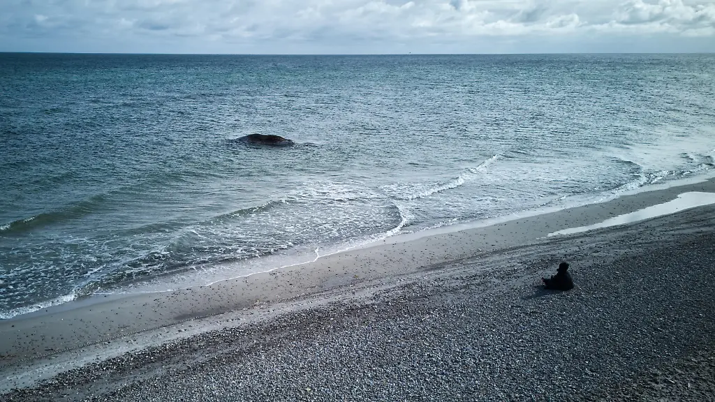Verbleib des toten Buckelwals vor Anholt