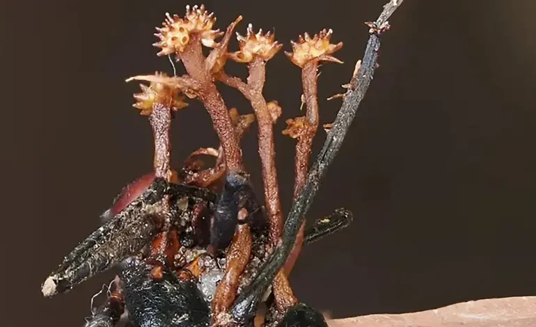 Entdeckung eines neuen Hyperparasiten: Pleurocordyceps cornusynnemata