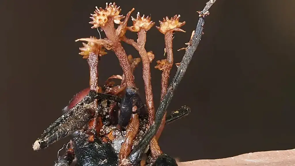 Entdeckung eines neuen Hyperparasiten: Pleurocordyceps cornusynnemata