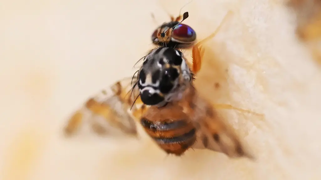 Gefährliche Mittelmeerfruchtfliege bedroht Obstbau
