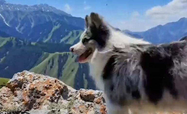 Bekannter Hund mit Millionen Fans in China entführt und verkauft