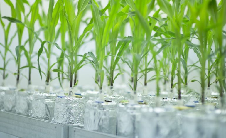 Gelockerte Gentechnik-Regeln: Nutzen für die Industrie, nicht die Welt