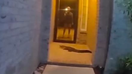 Mann wird von Alligator vor der Tür überrascht