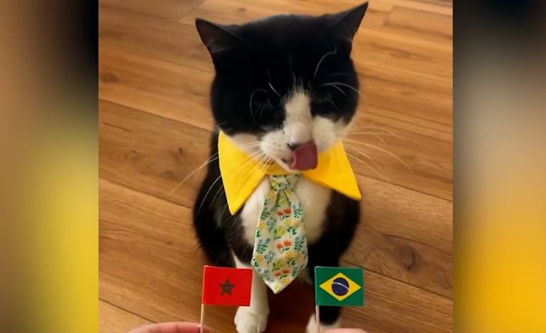 Kater Billy aus Delaware beeindruckt mit Fußballvorhersagen