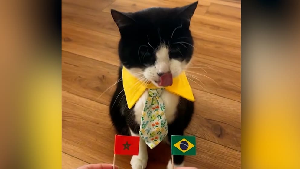 Kater Billy aus Delaware beeindruckt mit Fußballvorhersagen