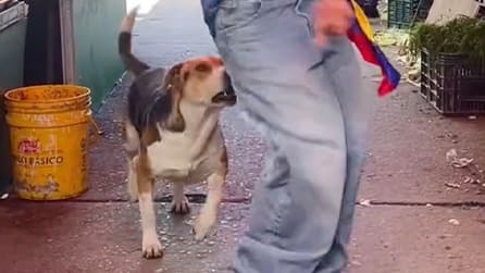 Hund beendet Schwänzeln mit Biss