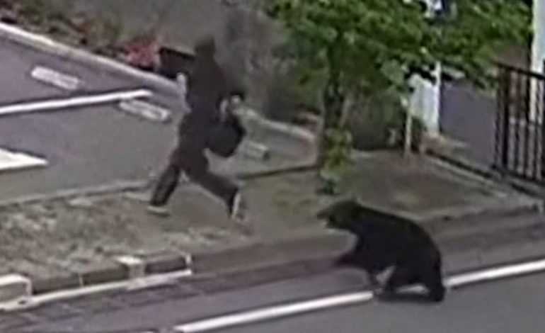 Bär greift Fabrik-Mitarbeiter in Fukushima an
