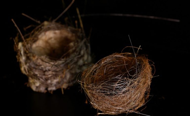 Vogelnester aus Glasfaserkabeln in der Ukraine