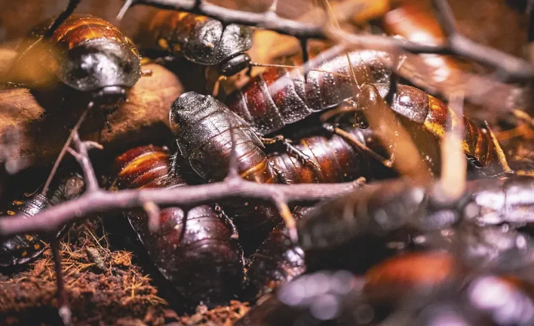 Australische Behörden beschlagnahmen exotische Kakerlaken