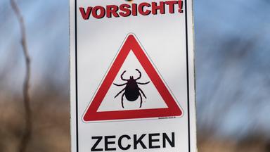 Holunderblüten richtig ernten und nutzen