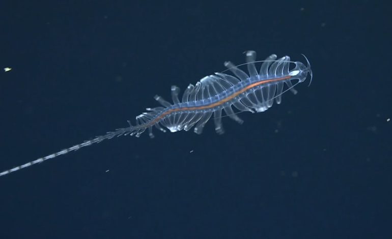 Forscher entdecken 31 neue Arten in der Tiefsee