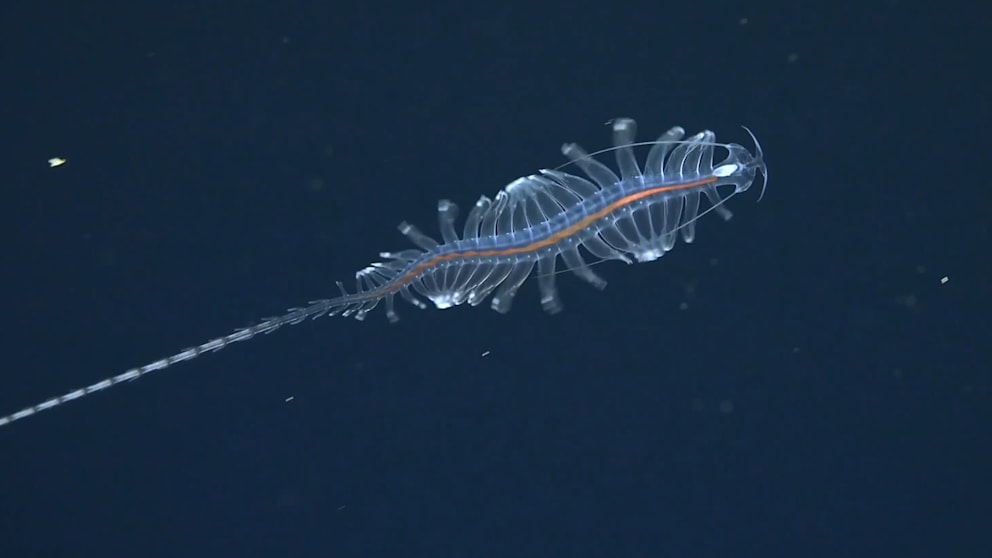 Forscher entdecken 31 neue Arten in der Tiefsee