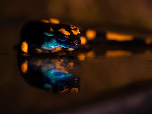 Die Entwicklung von Elektrofahrzeugen und neue Erkenntnisse über Feuersalamander