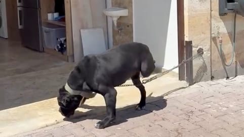 Hunde auf Luxusanwesen des „Goodbye Deutschland“-Paares verwahrlosen