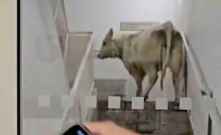 Kühe dringen in Klinik in Hessen ein