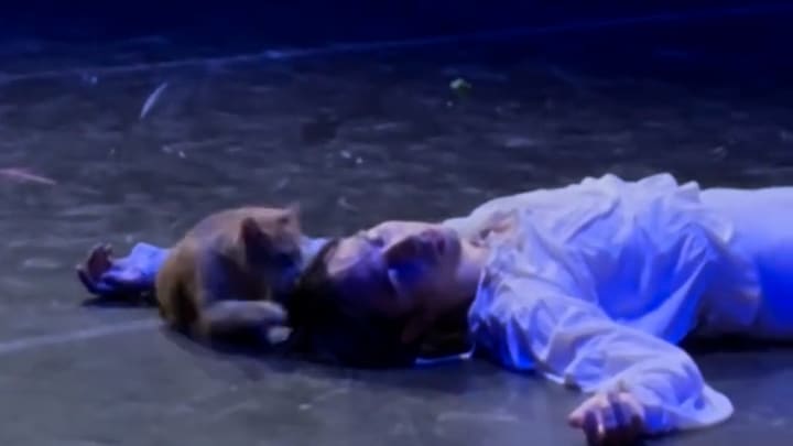 Katze sorgt für unvergesslichen Moment bei Ballett-Aufführung