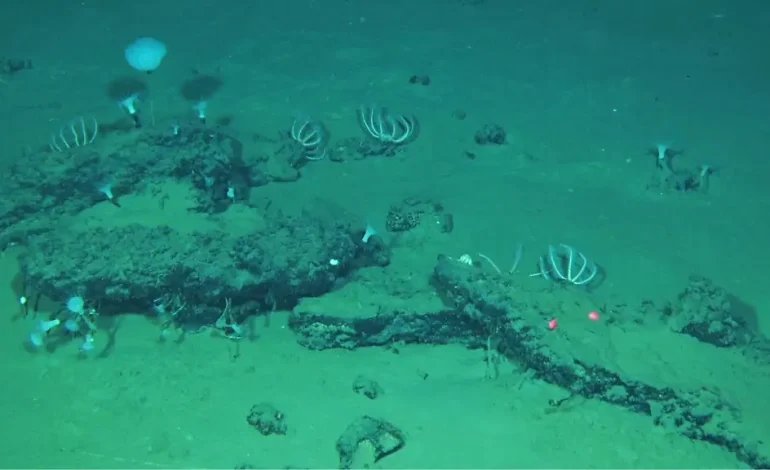 Einzigartige Entdeckung eines gigantischen Walfriedhofs in der Tiefsee