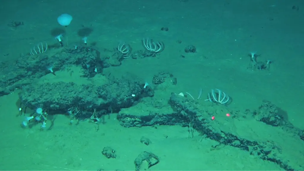 Einzigartige Entdeckung eines gigantischen Walfriedhofs in der Tiefsee