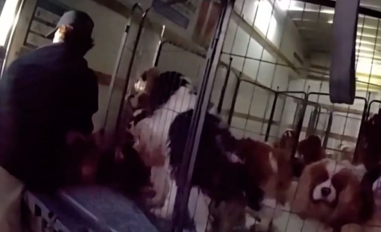 Polizei stoppt Tierquälerei: Dutzende Hunde gerettet