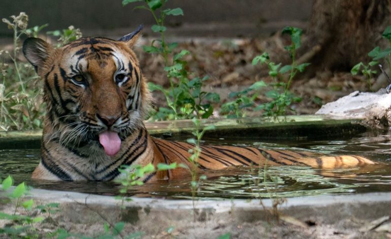 Diskussion über Indiens Nationaltier: Tiger oder Kuh?