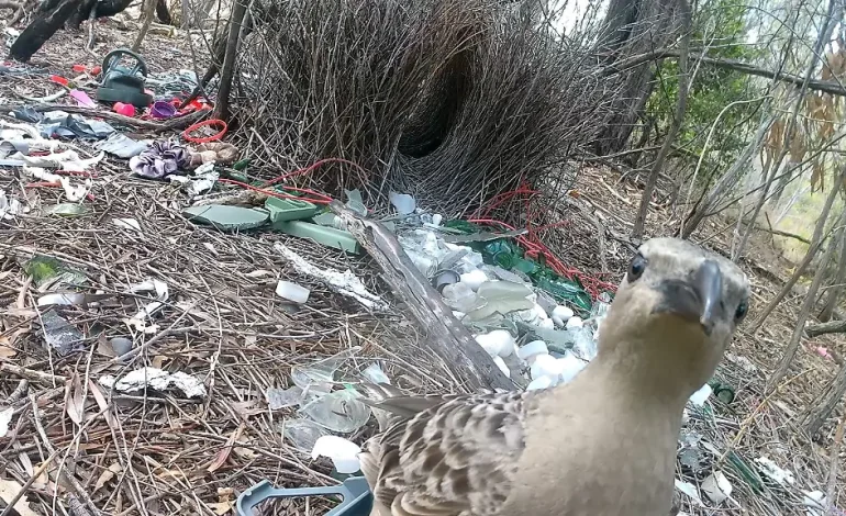 Laubenvögel und der Einfluss von Müll auf ihr Balzverhalten
