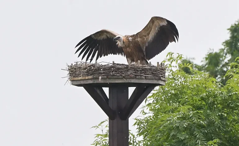 Gänsegeier-Angriff auf Storchennest bei Hannover