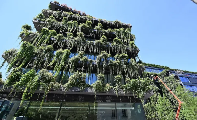 Gesundes Grün für die Fassade: Tipps zu Planung und Pflege