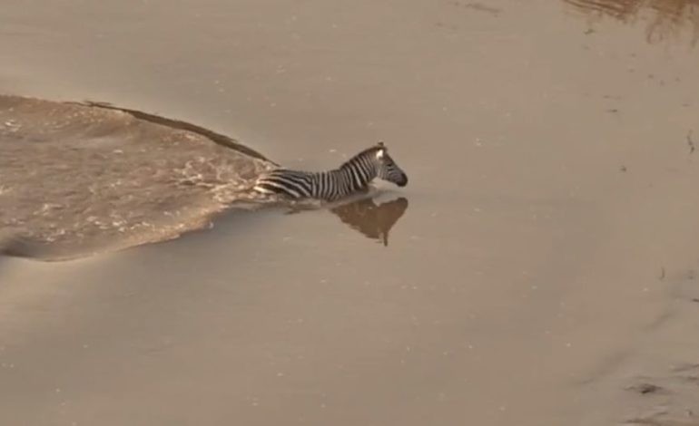 Zebra überlebt Angriff von Krokodilen nicht