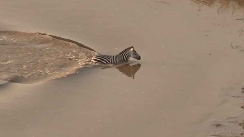 Zebra überlebt Angriff von Krokodilen nicht